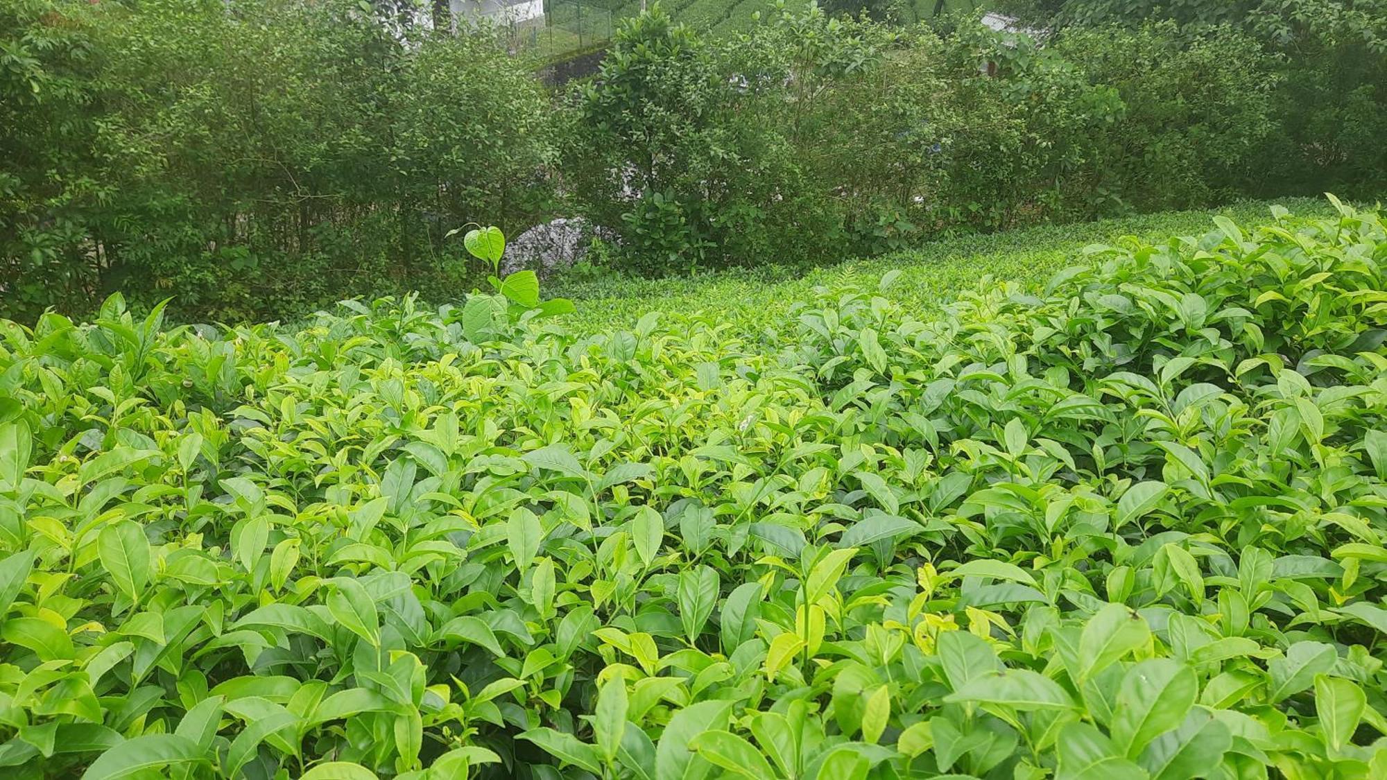 Paradise Meadows Vagamon Exterior foto